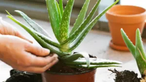 Una pianta di aloe in vaso