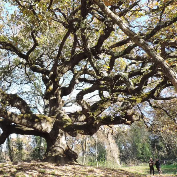 Alberi monumentali d’Italia, 82 nuovi ingressi. Siamo a quota 17.564