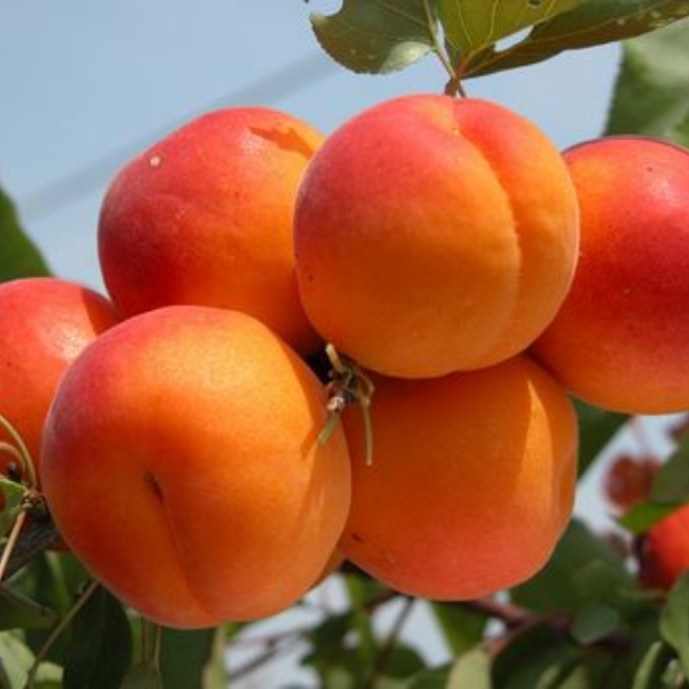 Albicocca di Scillato