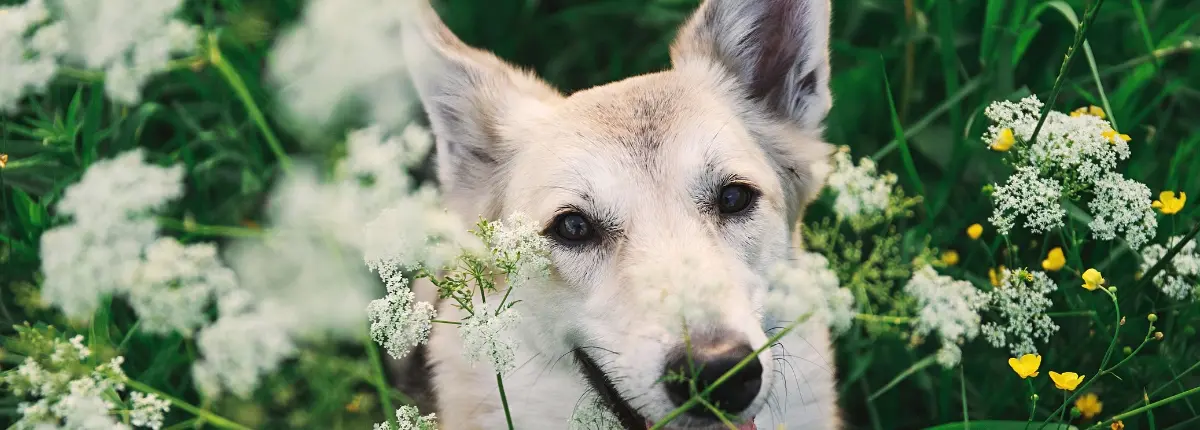 Meno sfalci, più biodiversità: un cane in mezzo all'erba alta
