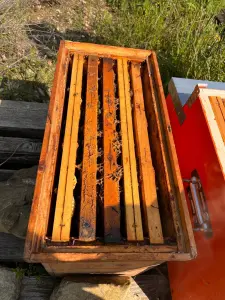 Come si diventa apicoltori? Il telaino di un'arnia di Enrico Baroni