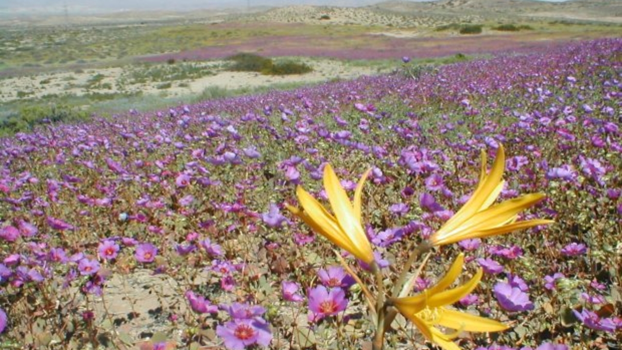 Atacama, fiori nel deserto
