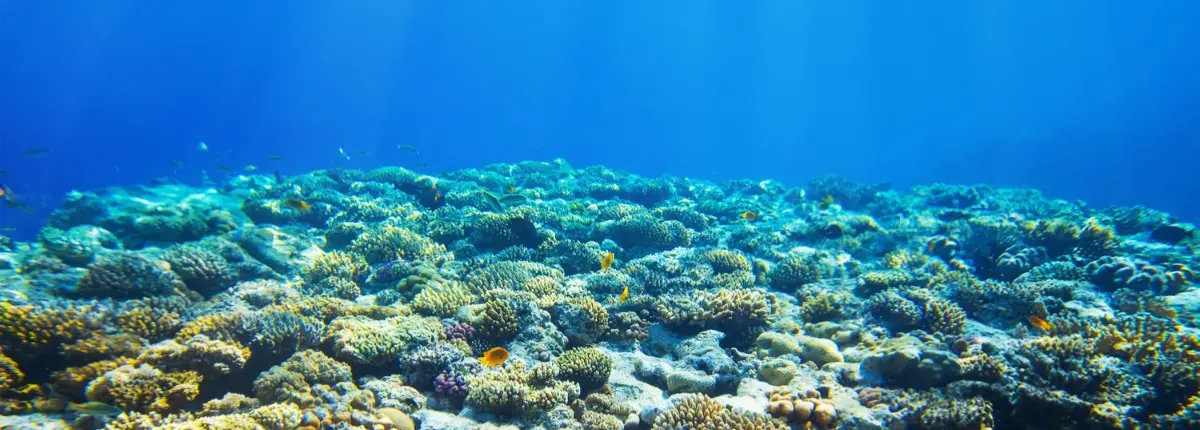 I robot che ripristinano le praterie marine perdute: la barriera corallina