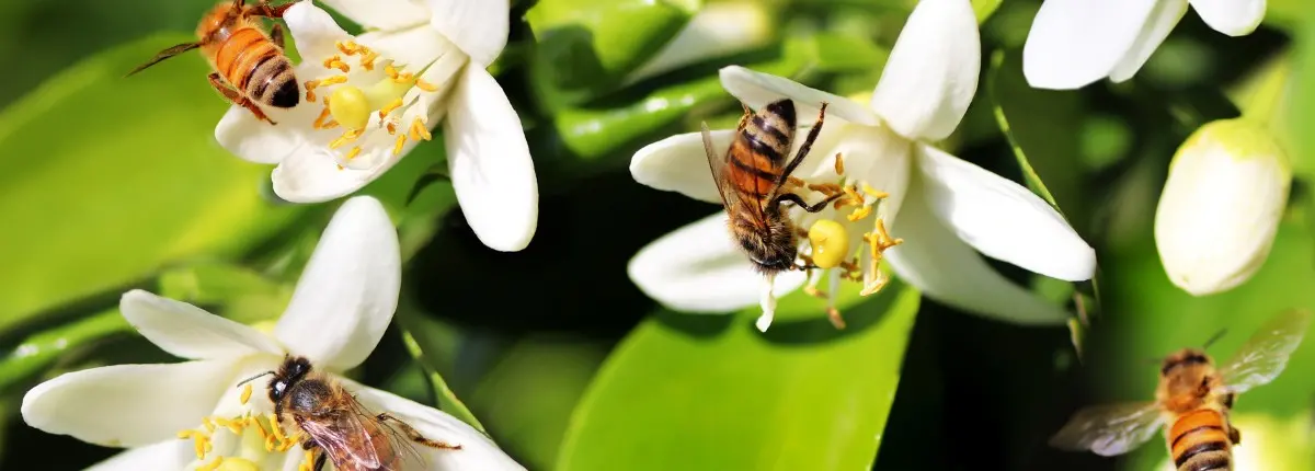 Balconi di primavera per gli impollinatori: delle api sui fiori
