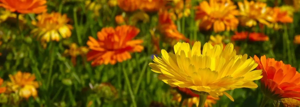 Balconi di primavera per gli impollinatori: la calendula