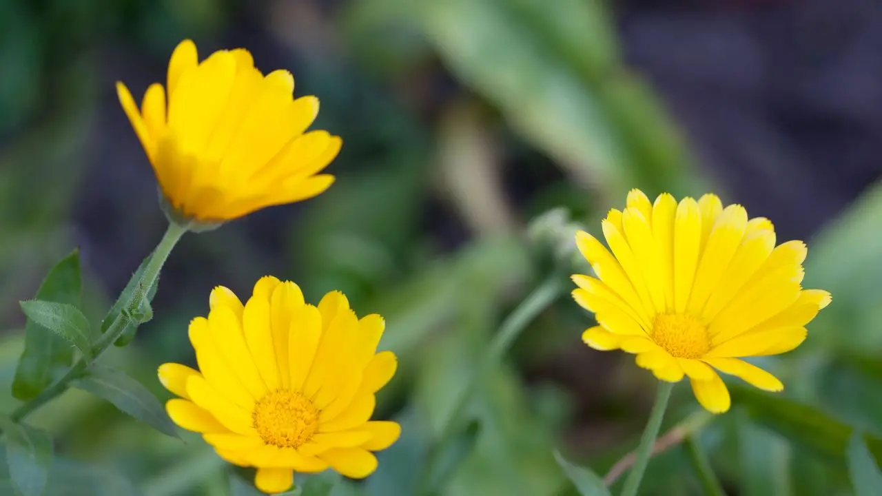 Andar per erbe: la Calendula arvensis