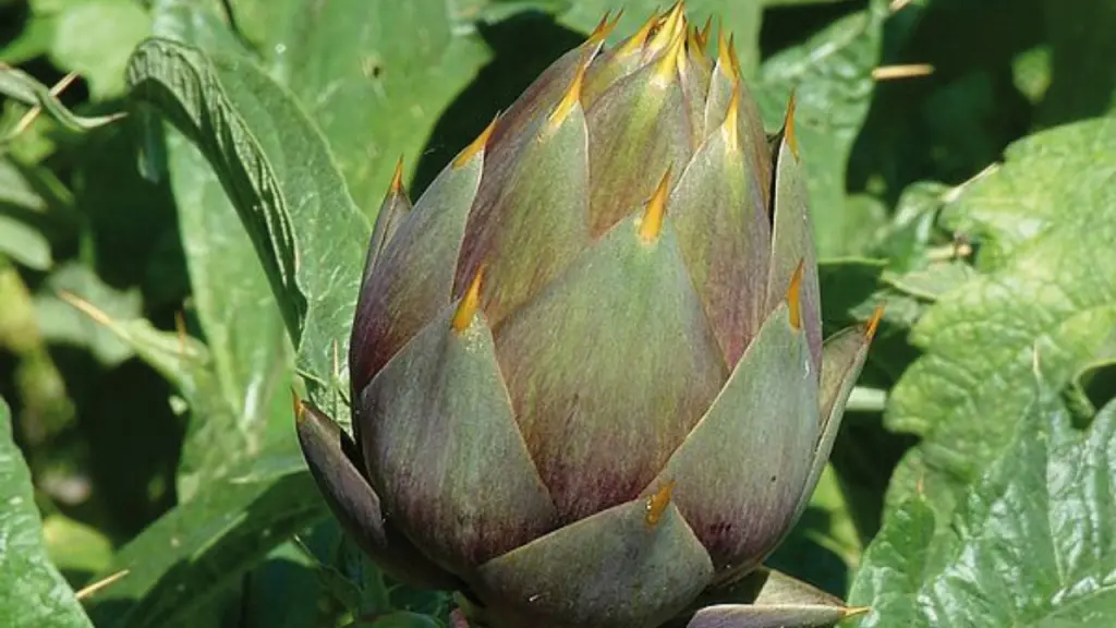 Carciofo spinoso di Sardegna. Foto: Qualigeo