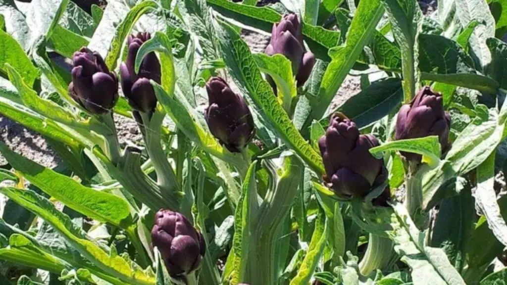 Carciofo violetto di Sant'Erasmo (Veneto). Foto: Consorzio carciofo di Sant'Erasmo