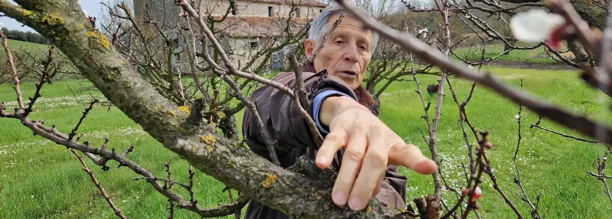 Vittorio Bertaccini osserva le gemme sugli albicocchi della Ccesenate