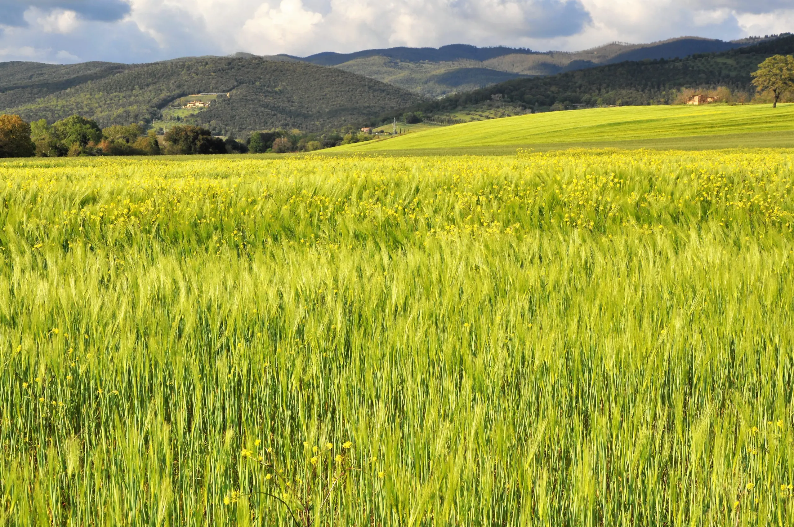 Un campo di grano sullo sfondo delle colline metallifere