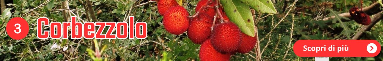 Alla ricerca dei frutti dimenticati, decorazione grafica