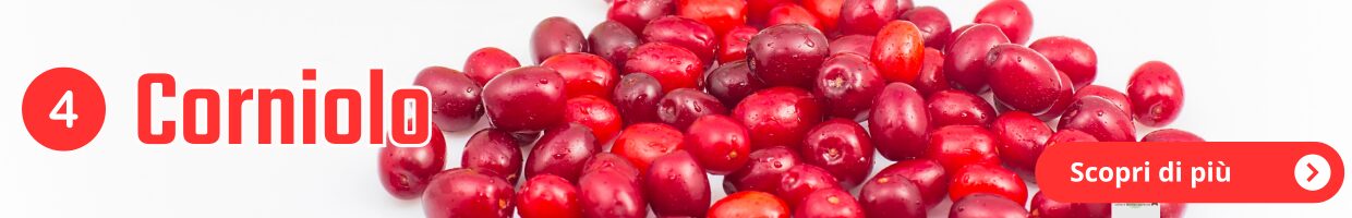 Alla ricerca dei frutti dimenticati, decorazione grafica