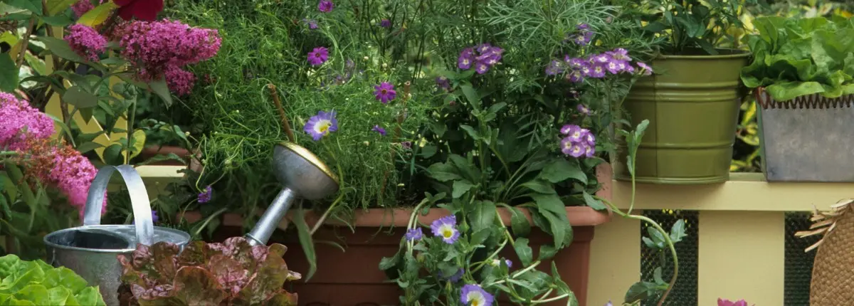 Balconi di primavera per gli impollinatori: i cosmos