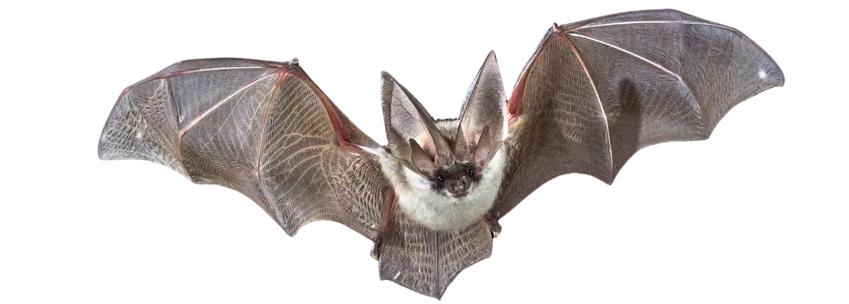 Giù le mani dai pipistrelli: un pipistrello in volo