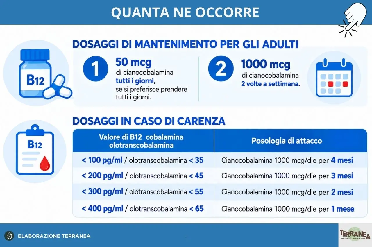 B12, come integrarla in maniera corretta: tabella illustrata sul dosaggio