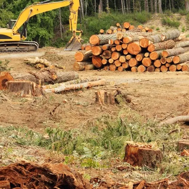 La deforestazione dentro i nostri consumi, l’Italia terza in Europa