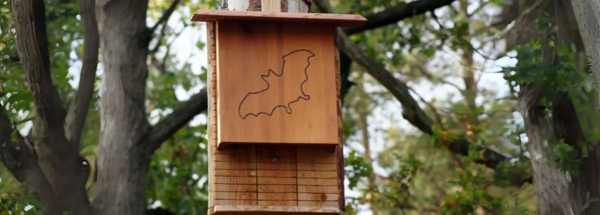 Giù le mani dai pipistrelli: una bat box attaccata a un albero