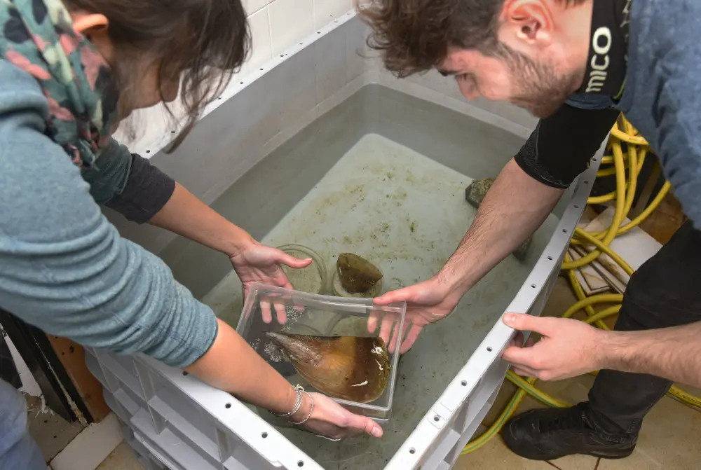 Due ricercatori dell'Università di Genova con un esemplare di Pinna nobilis