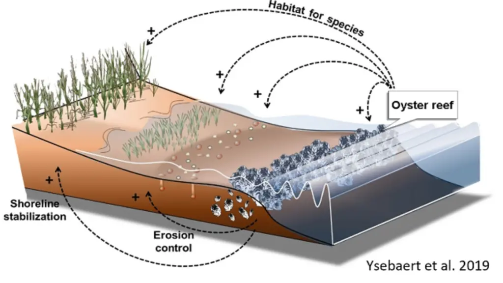 Rigenerare secondo natura: L'intervento di nature based solution sulle dune di Ravenna