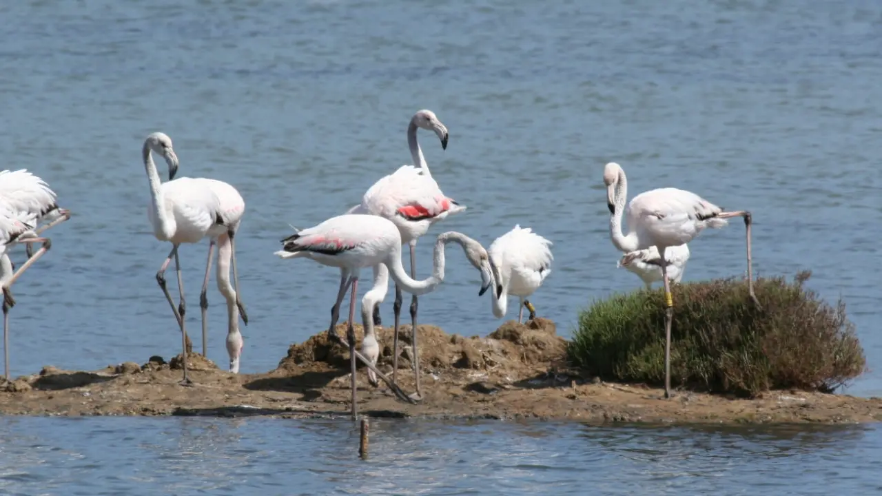 Aglio rosso di Nubia: i fenicotteri sulle saline di Trapani