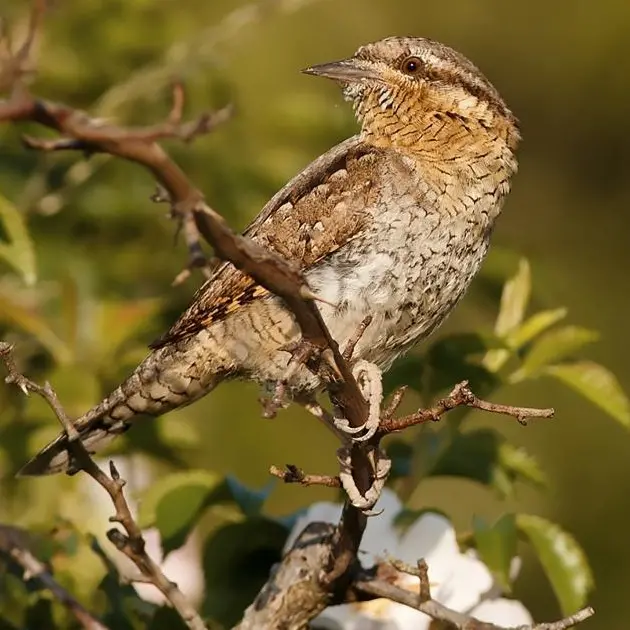 Agroecosistemi in salute? Lo svela l’avifauna. I dati del Farmland Bird Index