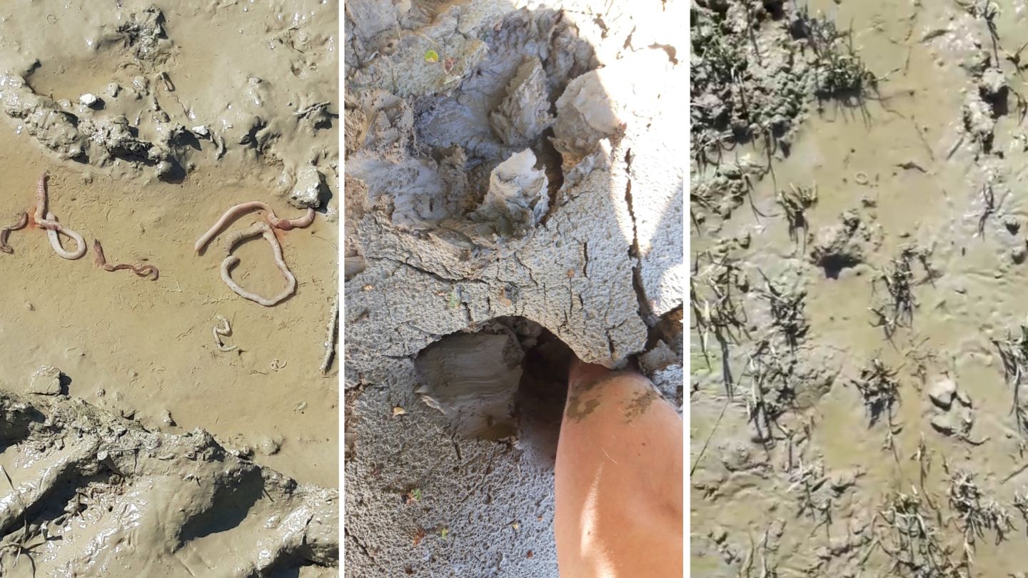 I lombrichi in superficie e il terreno che si secca sui campi di Bizzuno (Foto: La Cesenate)