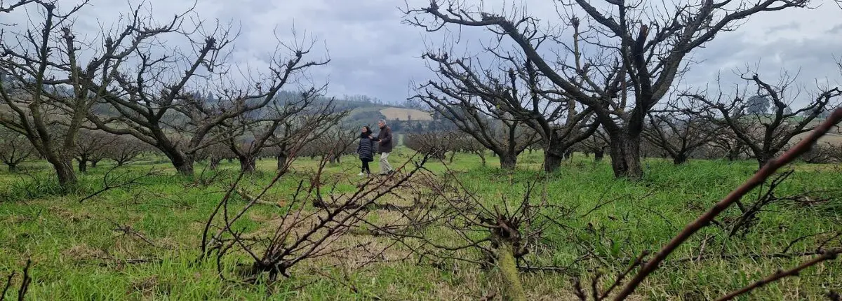 Nel 2025 con gli albicocchi di Carpineta: Eleonora e Vittorio passeggiano nel frutteto