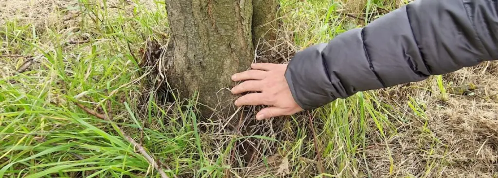 Nel 2025 con gli albicocchi di Carpineta: la mano di Eleonora sulle radici
