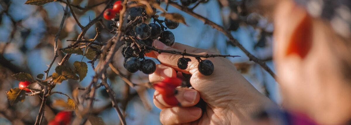 Alla ricerca dei frutti dimenticati, immagine simbolica