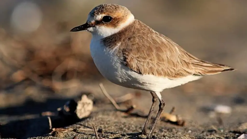 Rigenerare secondo natura: un esemplare di Fratino