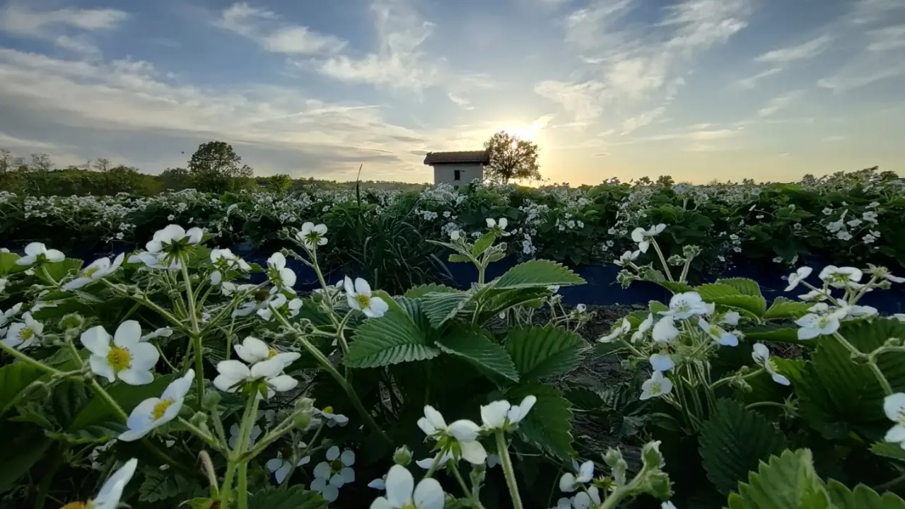Un campo di fragole in fiore, a Tortona (Ale)