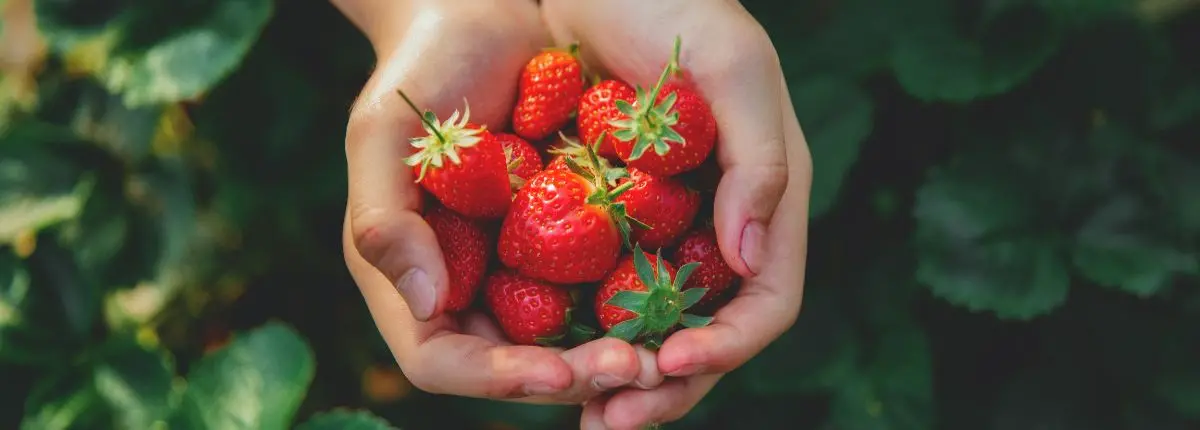 Fragola, quel profumo che promette dolcezza: fragole tra le mani