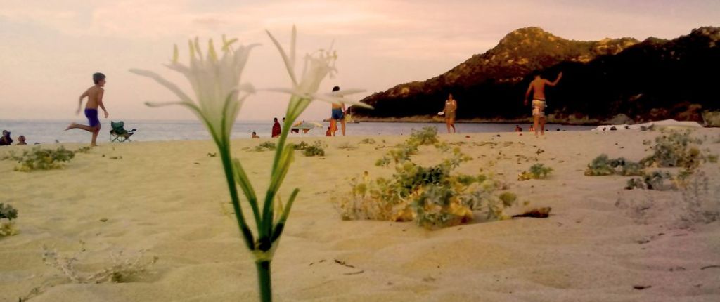 Il giglio di mare è diffuso sulle spiagge del Mediterraneo