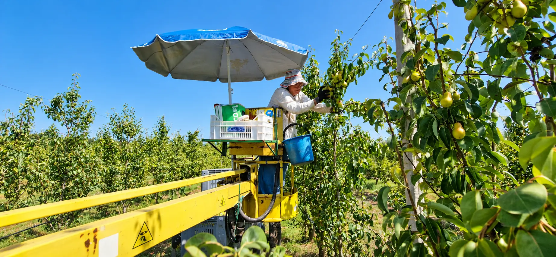Frutti di Maremma, una giornata al Selvello: la signora Zita sulla giretta