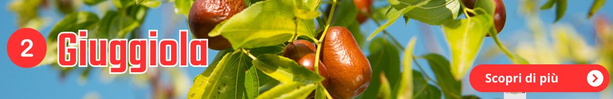 Alla ricerca dei frutti dimenticati, decorazione grafica