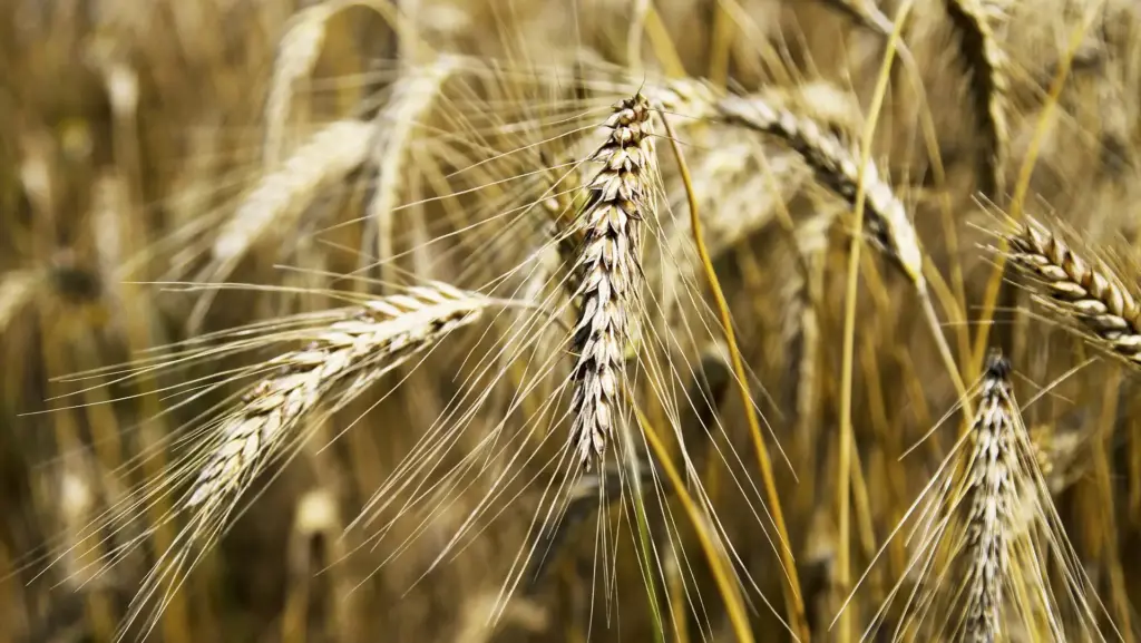 Donne che coltivano il futuro Donne che coltivano il futuro: spighe del grano Senatore Cappelli