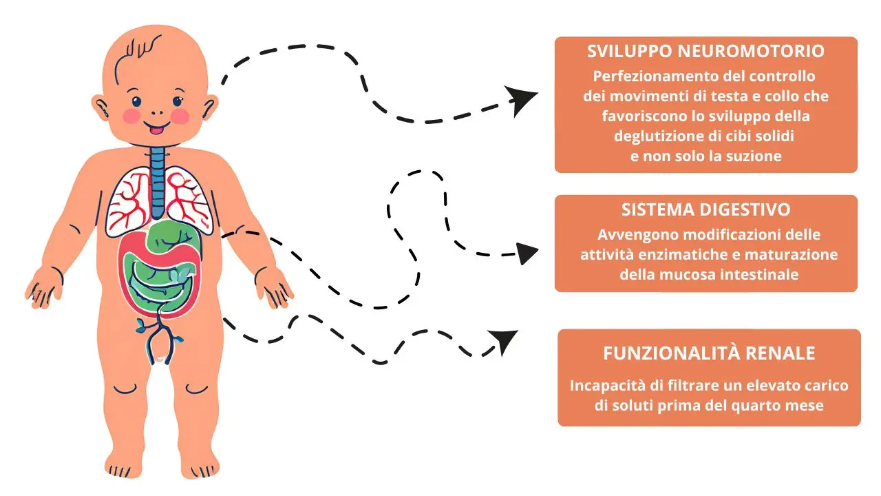 Infografica sullo sviluppo del bambino di 6 mesi