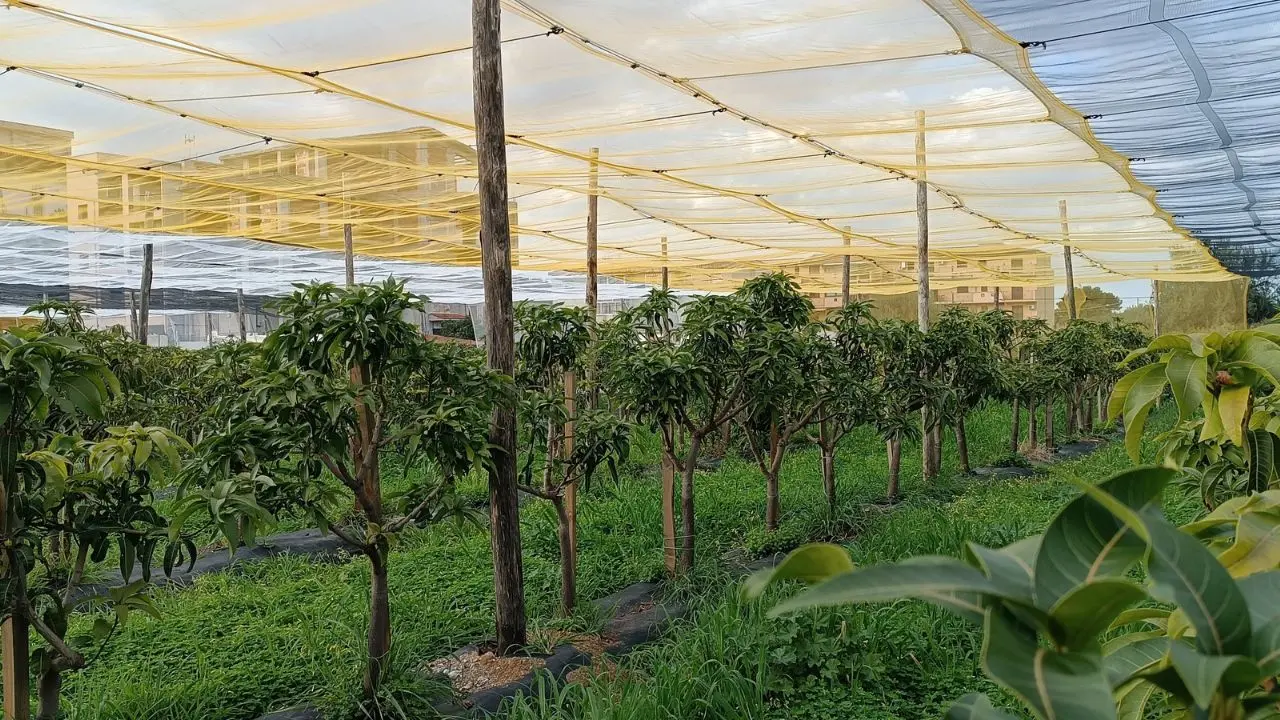 La Sicilia e le colture tropicali: Una rete protettiva contro il caldo sopra un mangheto