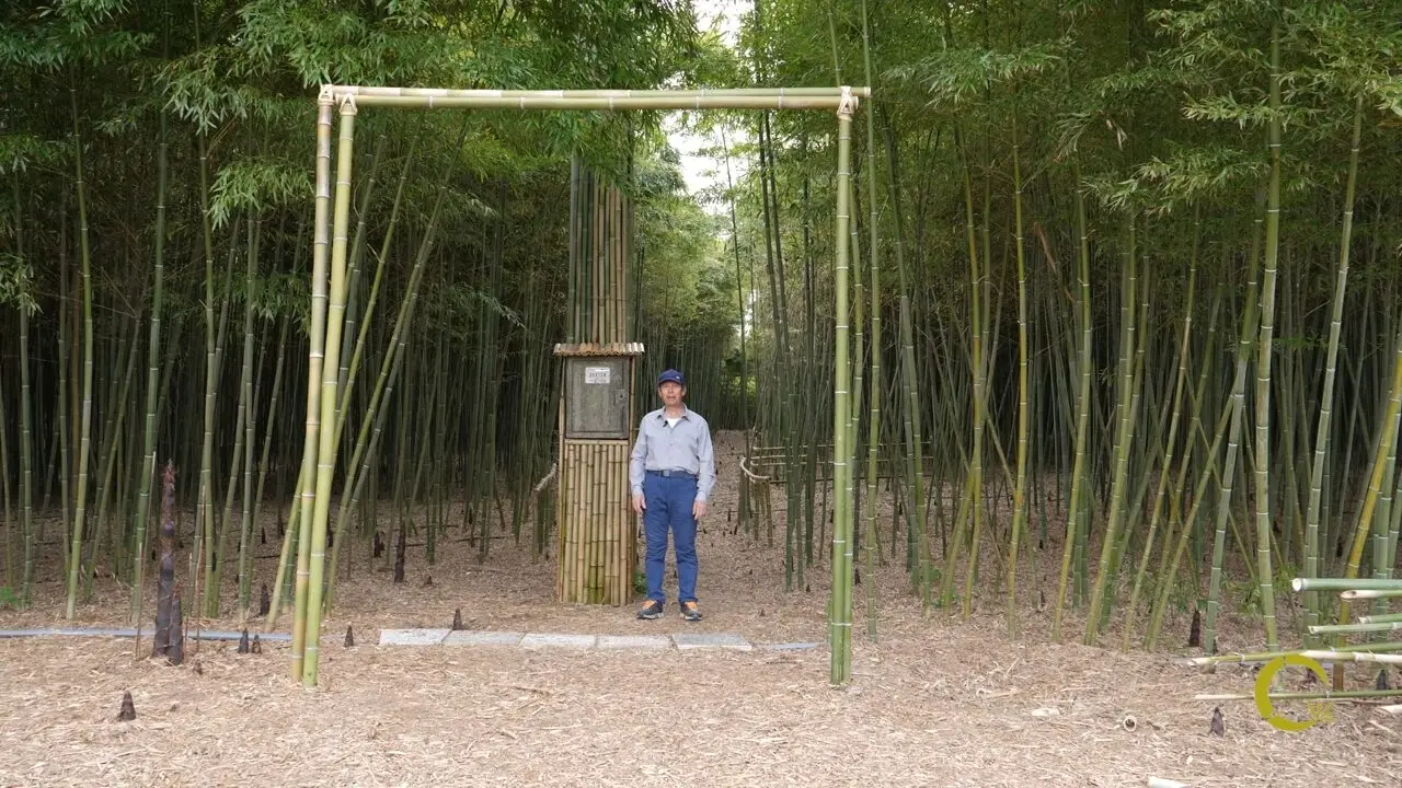 Rigenerare secondo natura Rigenerare secondo natura: la foresta di bambù gigante a Portomaggiore Ripapersico