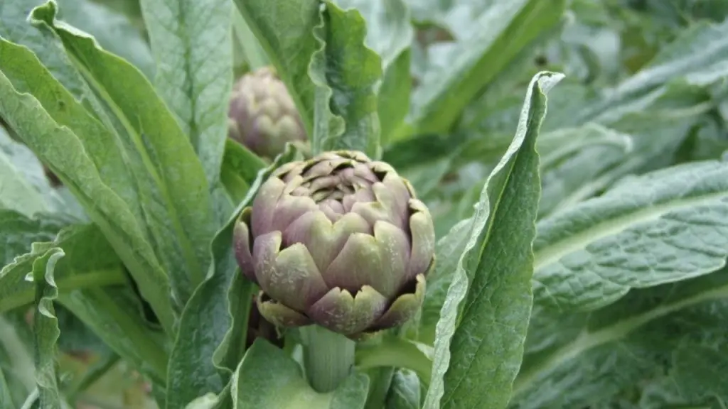 Il carciofo romanesco. Foto: carcioforomanesco.biz