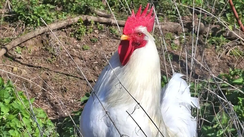 Il gallo Armando, Azienda agricola Abete Bianco