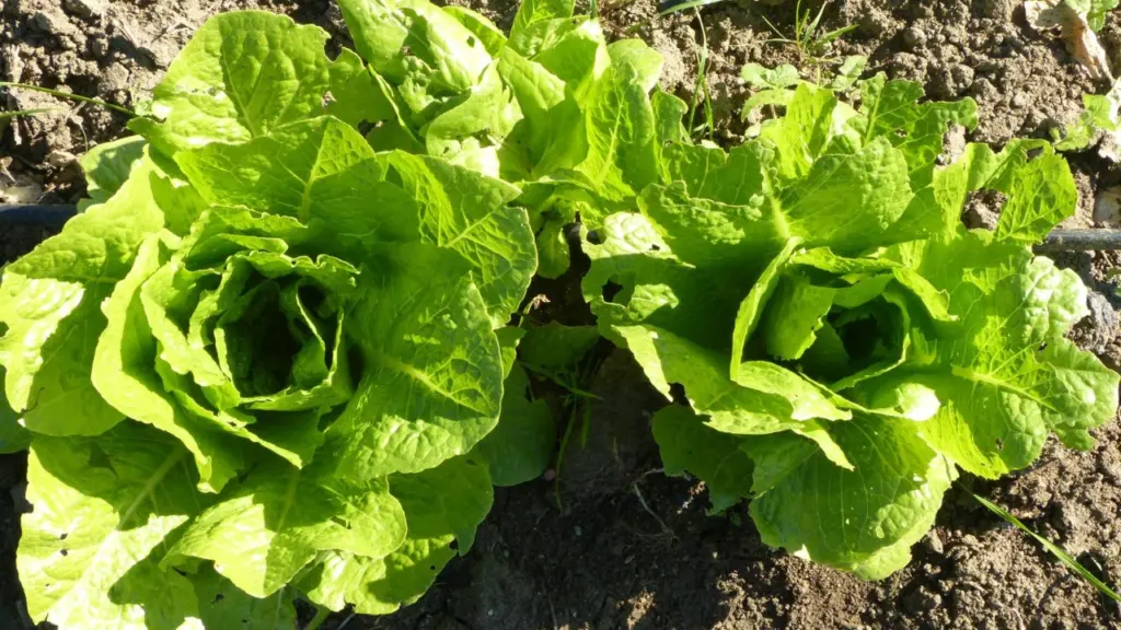 L'insalata della cooperativa Barikama