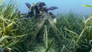 Trapianto di Pinna Nobilis