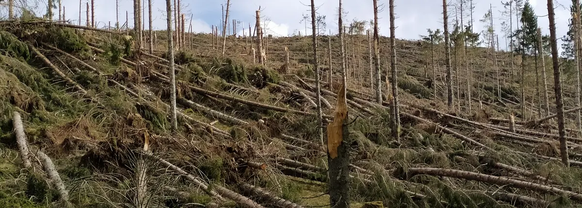 Gli effetti della tempesta Vaia