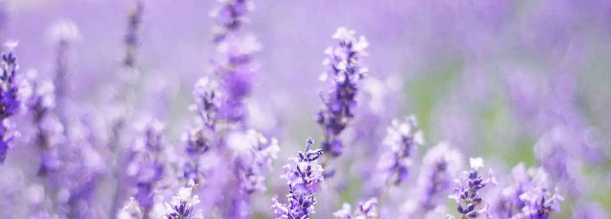 Balconi di primavera per gli impollinatori: la lavanda