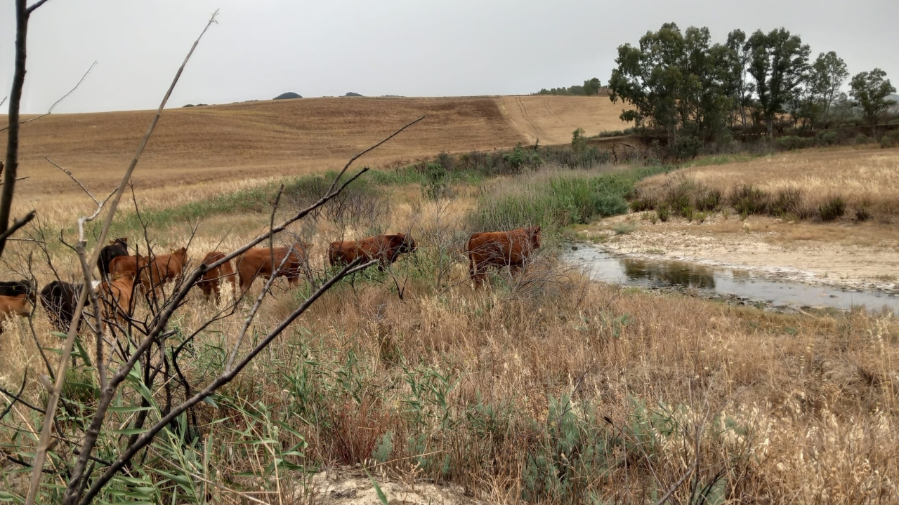 Altri capi di bestiame provano ad abbeverarsi nella Sicilia afflitta dalla siccità