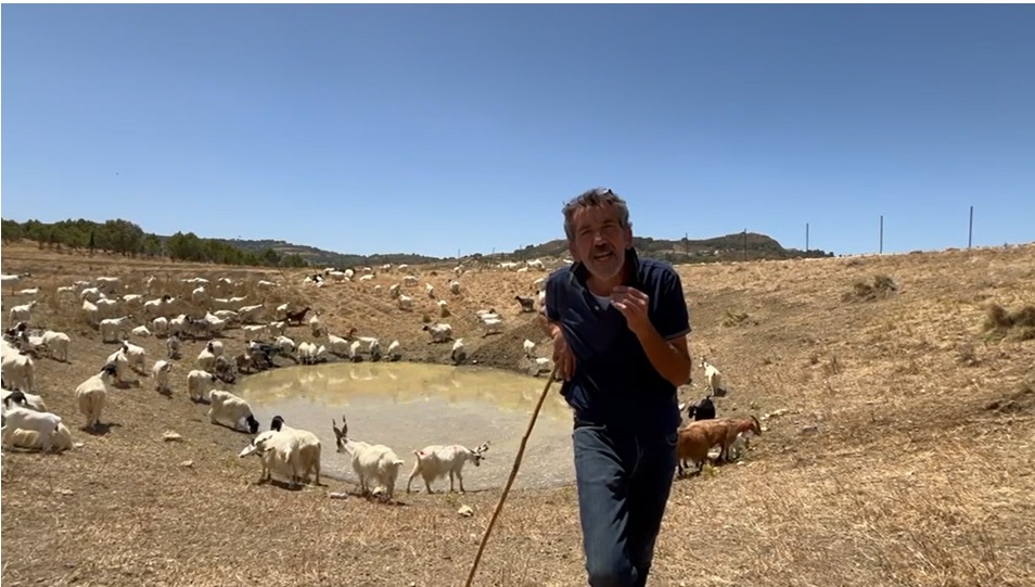 Siccità in Sicilia L'allevatore siciliano Luca Cammarata