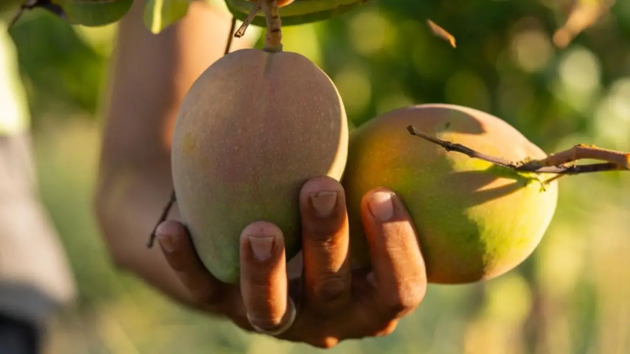 La Sicilia e le colture tropicali: mango siciliani