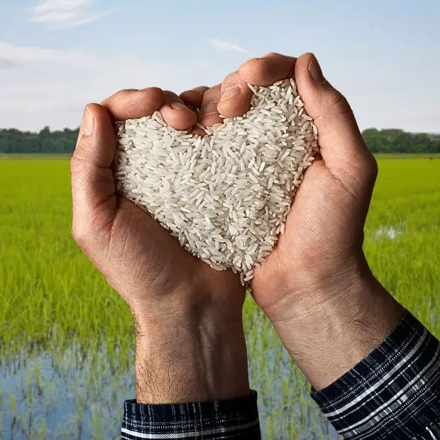 Lungo il Sesia, fino a Vercelli. Viaggio nel cuore della risicoltura italiana