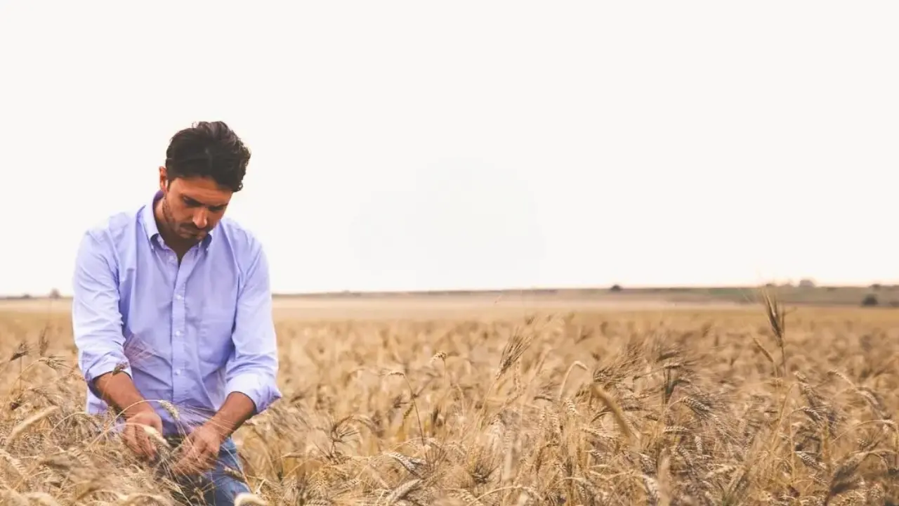 Pane sostenibile: I campi dell'azienda agricola Milonia, in Basilicata, tra i fornitori di Triticum